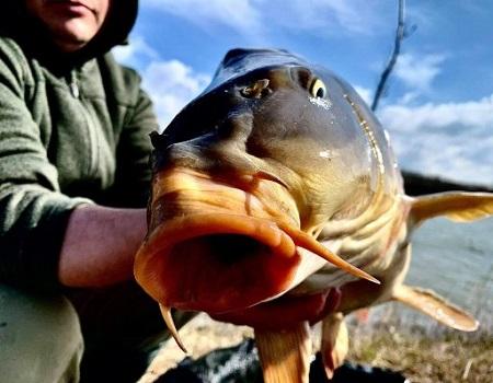 Magnet Carp Baits